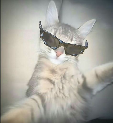 Meme Chat, Gatos Cool, Funny Looking Cats, Cat Profile, Funny Animal Photos, Silly Cats Pictures, Cute Cats Photos, Cat Icon, Cute Cat Gif