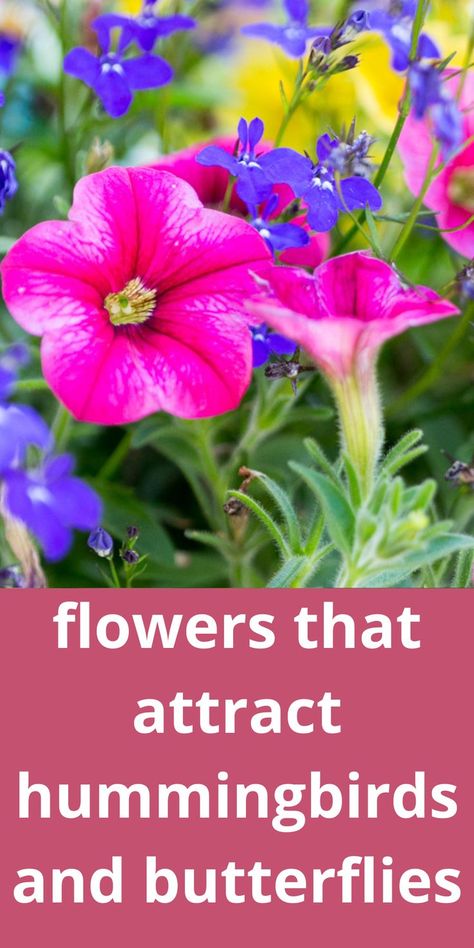 bright pink petunias with blue lobelia Flowers That Attract Hummingbirds And Butterflies, Plants For Butterflies And Hummingbirds, Plants Hummingbirds Like, Best Flowers For Butterflies, How To Attract Butterflies To Your Yard, Flowers That Hummingbirds Like, Flowers For Hummingbirds And Butterflies, Hummingbird Flowers For Planters, Butterfly Perennials