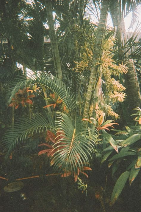 🌿 Lush Greenery in Kauai, Hawaii 🌴 Explore the vibrant botanical wonders of Kauai's lush landscapes. 🌺 Perfect for nature enthusiasts and tropical paradise seekers. 📷 #KauaiPlants #HawaiianBeauty #TropicalFlora #BotanicalGardens #NatureLovers #KauaiAdventures #HawaiiVacation" Join me on #instagram to see more of my #photography Film Wallpaper, Beach Honeymoon Destinations, Hawaii Photography, Brand Photography Inspiration, Hawaii Honeymoon, Vintage Hawaii, Kauai Hawaii, Hawaiian Flowers, Hawaii Vacation