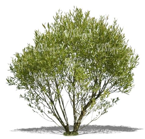 cut out big bush Tree Render, Tree Psd, Big Bush, Tree Photoshop, Cheap Landscaping Ideas, Australian Trees, Landscape Architecture Drawing, Australian Plants, Landscape Elements