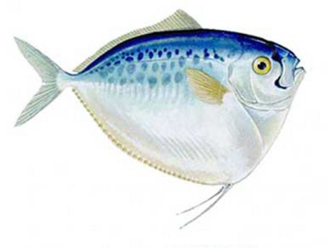 Art illustration - Oceans & Seas - Mene maculata: The body is silver below and greenish blue on the back, with three to four rows of dark gray spots on the upper side. The first two rays of the pelvic fin are very long, forming a prominent process backwards in the lower part of the fish. They are near the bottom in marine waters near the reefs in the depths of 50 to 200 meters (160 to 660 feet). This species can reach a length of 30 centimeters (12 inches). Fish Side View, Graphic Design Theme, Fish Sides, Fish Chart, Fish Mounts, Fish Activities, Fish Artwork, Fishing Room, Amazing Animal Pictures