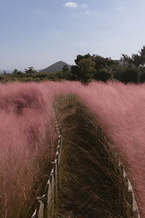 20 Beautiful Places to See Pink Muhly in Korea, With a Map Beautiful Place In Korea, Aesthetic Places Korea, Korea Beautiful Places, Korea Moodboard, Korea Countryside, Places In Korea, Korean Nature, South Korea Nature, Pink Places