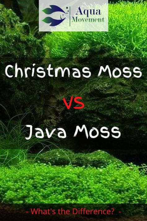 The most commonly used mosses are Christmas Moss and Java Moss about which we shall learn in detail through Christmas Moss vs Java Moss comparison. Christmas Moss Aquarium, Aquarium Moss Wall, Java Moss Aquascape, Java Moss Aquarium, Moss Aquascape, Moss Aquarium, Java Moss, Sweet Reminders, Aqua Christmas