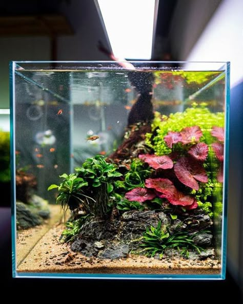 27 Easy DIY Aquascape Design On Low Budget | HomeMydesign Aquascape Diy, Aquarium Garden, Freshwater Aquarium Plants, Saltwater Aquarium Fish, Fish Tank Terrarium, Betta Fish Types, Aquascape Design, Betta Aquarium, Fresh Water Fish Tank