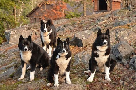 Bear Dogs, Karelian Bear Dog, Rare Dog Breeds, Akc Breeds, Disabled Dog, Rare Dogs, Dog List, Bear Dog, Types Of Dogs