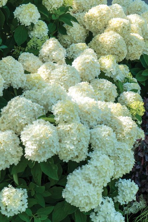 If you're seeking an easy care plant with showstopping summer blooms, look no further. White Wedding Hydrangea can take heat and cold as well as heavy winter pruning. London Barbican, Hydrangea Arborescens Annabelle, Hydrangeas Flowers, Pruning Hydrangeas, Annabelle Hydrangea, Hydrangea Quercifolia, Outside Plants, Hydrangea Garden, Planting Hydrangeas