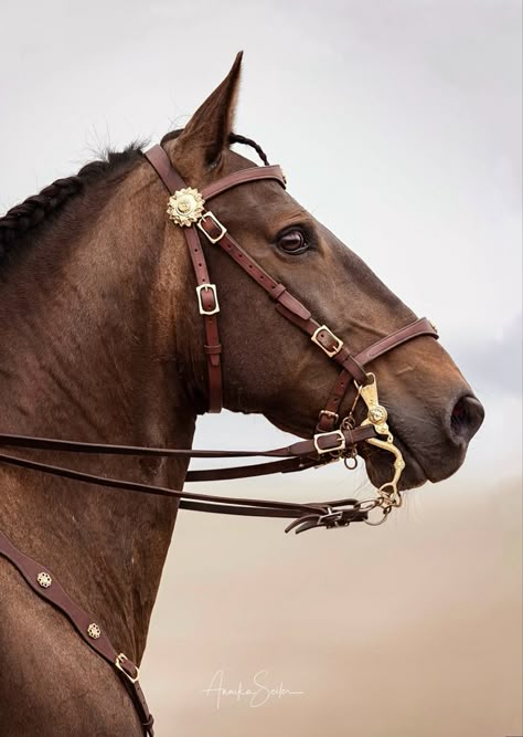 Horse Blinders, Baroque Horse Tack, Lusitano Horse, English Horse, Equine Portraits, Beautiful Horse Pictures, Horse Bridle, Horse Face, Equestrian Art