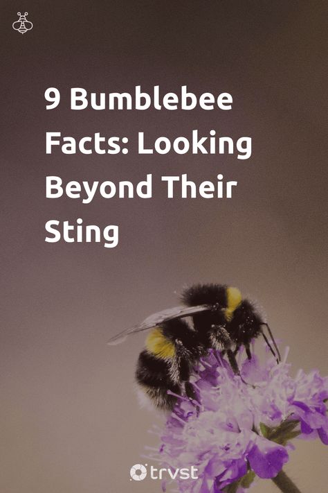 "9 Bumblebee Facts: Looking Beyond Their Sting"- Get ready to buzz into the world of bumblebees! Discover their unique characteristics, social hierarchies, and fast flying techniques. Learn the truth about honey production and multiple stings. Uncover how they regulate body temperatures and the crucial role they play in pollination. Lastly, explore their conservation status... #trvst #facts #biodiversity #conservation #pollinators #honey #truth #explore #bees #environment #nature #forscience Bees Facts, Different Types Of Bees Chart, Bumble Bee Spiritual Meaning, Bee Utiful Quotes, Fun Facts About Bees, Bee Conservation, Slow Metabolism, Live Long, Feel Inspired