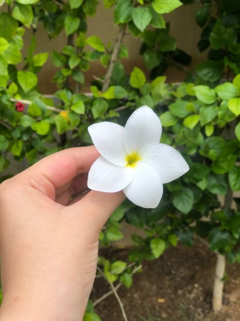 pretty white, 5 petals Five Petal Flower Tattoo, 3 Petal Flower, 6 Petal Flower, 5 Petal Flower, Five Petal Flower, Easy Flowers, Petal Flower, Table Inspiration, Hand Embroidery Art