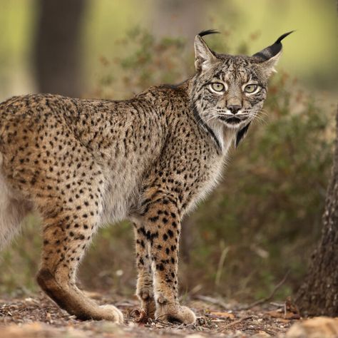 Wildlife Magazine, Iberian Lynx, Wild Life, In The Wild, Lynx, Planet Earth, Wild Cats, The Wild, Habitat