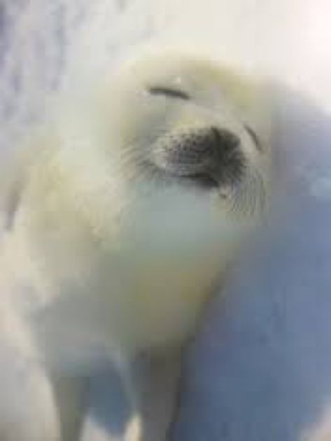 Cute Seal Pictures, Seals Aesthetic, Fluffy Seal, Baby Seal Pup, Harp Seal Pup, Plastic Free Life, Harp Seal, Cute Seals, Seal Pup