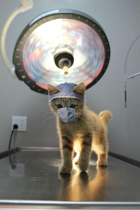 Cat Scan, Image Chat, Funny Animal Memes, Cute Kittens, Funny Animal Pictures, Best Funny Pictures, Animal Memes, Crazy Cats, Cat Pics