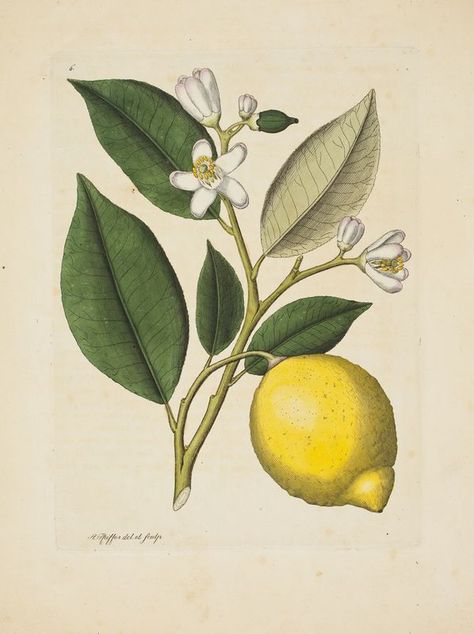 Botanisches Tattoo, Lemon Drawing, Lemon Plant, Lemon Flowers, Graphic Poster Art, Horse Tattoo, Tree Images, Tree Illustration, Lemon Tree