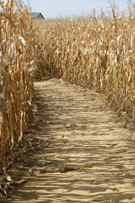 Corn maze Bone Chair, Scary Photography, Corn Husk Dolls, Harvest Farm, Nature Fall, Corn Field, Movie Locations, Thanksgiving Art, Dogwood Trees