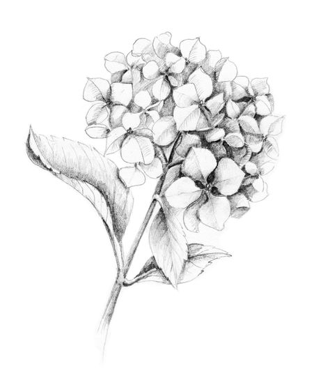 Tattoo Of Hydrangea, Hydrangea Sketch Tattoo, Drawing Of Hydrangea, Sunflower And Hydrangea Tattoo, Hydrangea Pencil Drawing, Hydrangeas Sketch, Hydragena Tattoos, Hydrangea Tattoo Black And White, Hydrangea Tattoo Design