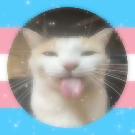 Trans Widgets, Trans Cat Pfp, Hidden Trans Pfp, Trans Pfp Discreet, Trans Ftm Pfp, Trans Pfp Boy, Trans Aesthetic Ftm, Pfp Trans, Transmasc Pfp