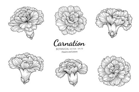 Set of carnation flower and leaf hand dr... | Premium Vector #Freepik #vector #flower #floral #hand #leaf Carnation Flower Drawings, Carnation Sleeve Tattoo, Carnation Drawing Tattoo, Carnation Tattoo Shoulder, Carnation Reference, Carnation Tattoo Stencil, Carnation Flower Tattoo Shoulder, Flower Tattoos Carnation, Carnation Flower Tattoo Arm