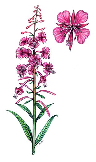 Rosebay Willowherb, Indian Paintbrush Flowers Drawing, Yarrow Botanical Illustration, Rowan Botanical Illustration, Scottish Thistle Botanical Illustration, Foxglove Botanical Illustration, Rock Painting Supplies, Alaska Art, Yellow Hibiscus