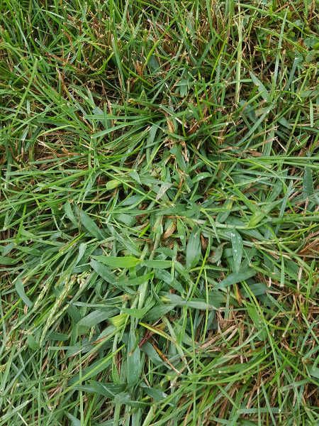 How to get rid of crabgrass...this requires lots of work. Notice the good lawn grass growing behind the crabgrass. Crab Grass How To Get Rid Of, Weeds In Garden, Grow Spinach, Epic Gardening, Lawn Problems, Grass Growing, Grass Plants, Diy Lawn, Lawn Care Tips