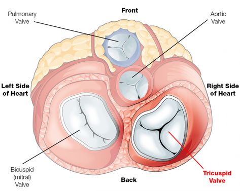 Renal System, Heart Lesson, Cardiac Cycle, Sonography Student, Tricuspid Valve, Heart Diseases, Heart Valves, The Patient, Post Op