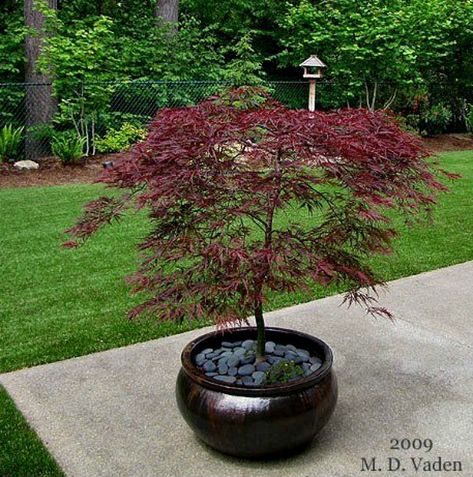 Maple Tree Landscape, Japanese Maple Garden, Japanese Garden Decor, Small Japanese Garden, Japanese Garden Landscape, Zen Garden Design, Japanese Maples, Japanese Garden Design, Asian Garden