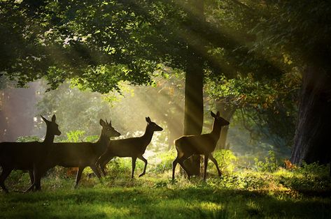 23 Breathtaking Photos Of British Wildlife Richmond Park, British Wildlife, Wildlife Sanctuary, New Forest, Woodland Creatures, Wild Life, The Grass, Enchanted Forest, Forest Animals