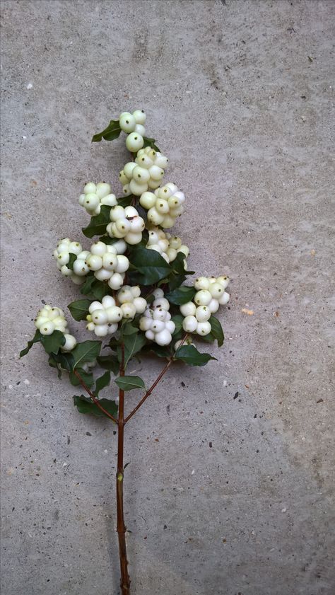 Snowberry Winter White Flowers, White Baneberry, White Hypericum, Snow Berries, Winter Berry, Hypericum Berries, White Berries, Tulip Painting, Painted Terra Cotta Pots