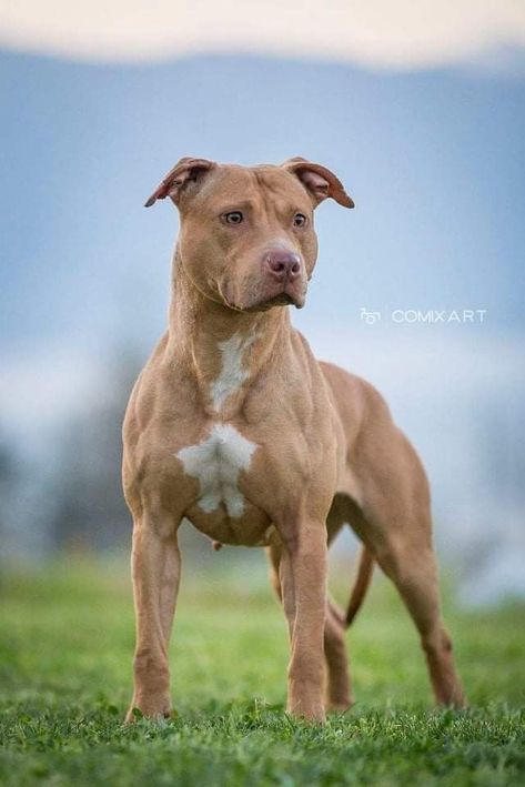 Tan Pitbull, Pitbull Wallpaper, Pitbull Breeds, Red Nose Pitbull, Buster Brown, American Pitbull, Cora Reilly, American Pit Bull Terrier, Casa Container