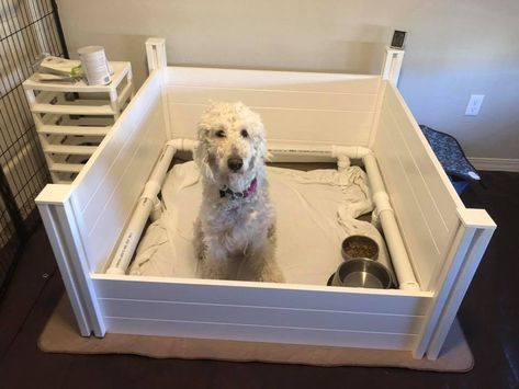 How to Build a Whelping Box for a Large Breed Dog - Cupid Dogs Welping Box Ideas Diy Dog, Welping Box, Dog Whelping Box, Pet Diy Projects, Whelping Puppies, Whelping Box, Giant Breeds, Large Dog Breeds, Puppy Care