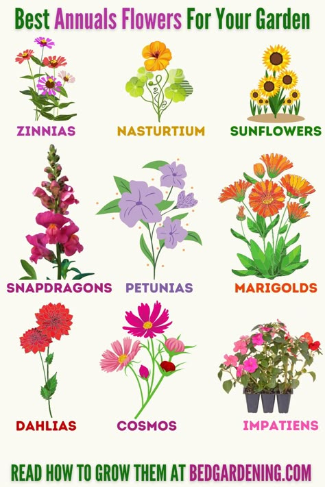 Grow These Sun-loving Annual Flowers In Your Garden. Best Annuals Flowers In Your Garden Flowers That Grow On Trees, All Season Flowers Plants, Easy Annual Flowers, Hardy Annual Flowers, Annual Garden Ideas, Flower Bed Designs Full Sun, Annual Flowers In Containers, Preannual Flowers, Annual Flowers For Full Sun