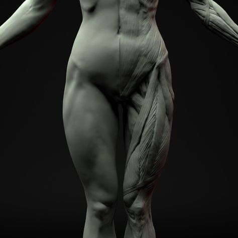 ArtStation - Female Anatomy Ecorche Female Back Muscles, Human Anatomy Female, Body Muscle Anatomy, Zbrush Anatomy, Animated Anatomy, Leg Anatomy, Human Muscle Anatomy, Head Anatomy, Female Anatomy Reference