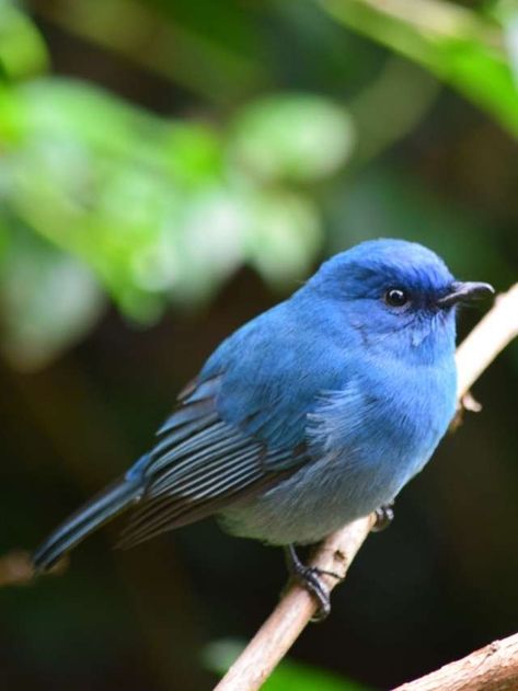 25 Blue Bird Dream Meaning and Symbolisms Blue Bird Aesthetic, Bird Meaning, Dream Meaning, Dream Meanings, Your Spirit Animal, You're Not Alone, Spiritual Guides, Spiritual Enlightenment, Second Baby