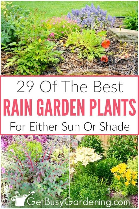 Selecting rain garden plants is a bit more difficult than for traditional flower beds. Since there are three distinct planting areas: the basin (where water pools), the inside slope (wet to dry), and the top of the berm (dry), it’s important to choose the right plants to use in a rain garden. In this article, you’ll get tons of tips, and learn exactly how to choose the best rain garden plants. Plus, find a list of 29 perennials for sun or shade, and ideas perfect for the backyard or front yard. Rain Garden Landscape, Rain Garden Plants, Plants For Sun, Rain Garden Design, Taman Air, Traditional Flower, Sun Plants, Rain Garden, Flower Spike