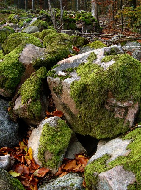 Mossy Rocks, Allium Flowers, Glass Waterfall, Landscape Reference, Diy Hot Tub, Stone Plant, Environment Props, Landscape Elements, Tank Design