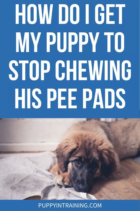 How Do I Get My Puppy To Stop Chewing His Pee Pads? Washable Puppy Pads, New Puppy Checklist, Pee Smell, Puppy Barking, Dog Pee Pads, Puppy Proofing, Potty Pads, Puppy Biting, Dog Potty Training