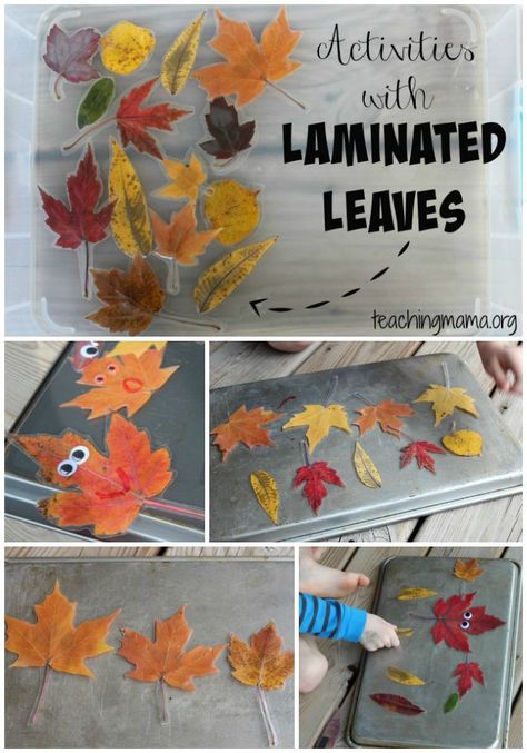 Activities with Laminated Leaves - There are so many fun activities to do with them!: pretend play, sorting, sizing, counting and more! Fall Leaf Crafts, Fall Lesson Plans, Fall Preschool Activities, Fall Lessons, Tree Study, Creative Curriculum, Fall Preschool, Toddler Fall, Leaf Crafts