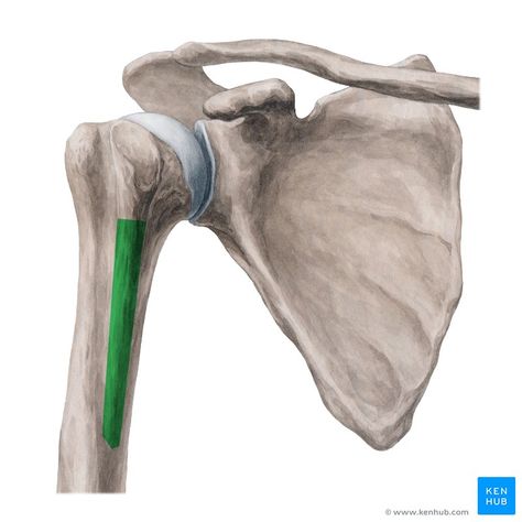 Biceps Brachii Muscle, Anatomy Posters, Joints Anatomy, Human Skeleton Anatomy, Anatomy Studies, Arm Bones, Anatomy Bones, Shoulder Bones, Skeleton Anatomy