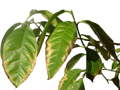 What Causes Brown Edges On Leaves Of Plants Brown Leaves On Plants Houseplant, Plant Leaves Turning Brown, Plant Leaves Turning Yellow, Avocado Leaves, Money Tree Plant, Florida Garden, Bird Of Paradise Plant, Blueberry Plant, Plant Problems