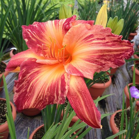 Bloom Time Early Mid Season 26"-30" Tall Rebloomer Longfield Gardens, Magenta Rose, Day Lilies, Plant Information, Attract Butterflies, Vegetable Garden Design, Pergola Designs, Fall Plants, Daylilies