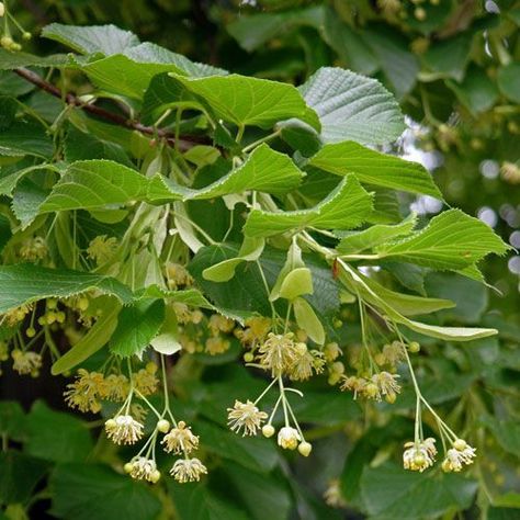 Tilia Cordata, Palm House Plants, House Plants Hanging, Winter Shrubs, Flowering House Plants, Biennial Plants, Tropical House Plants, Summer Flowering Bulbs, Hedging Plants