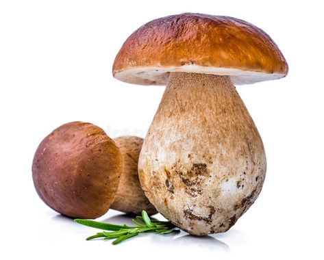 Porcini Mushroom, How To Cook Zucchini, Digital Design Trends, Cooking Pumpkin, Pub Quiz, Wild Mushroom, Porcini Mushrooms, Mushroom Fungi, Pacific Rim