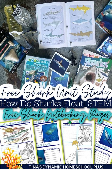 How Do Sharks Float STEM Activity Free Shark Unit Study & Notebooking Pages. I have a shark unit study, an easy shark STEM activity, and free shark notebooking pages. Also, grab more ideas on my best homeschool unit studies, Oceans Unit Study and Lapbook, and Coral Reef pages. A shark unit study is a fun way to learn about these creatures of the deep even if you don’t live near the ocean, I would prefer not to study them up close anyway. Shark Science Fair Project, Shark Unit Study, Dolphin Unit Study, Free Ocean Unit Study, Marine Biology Homeschool, Homeschool Shark Unit, Ocean Homeschool Unit, Coral Reef Unit Study, Marine Biology Unit Study