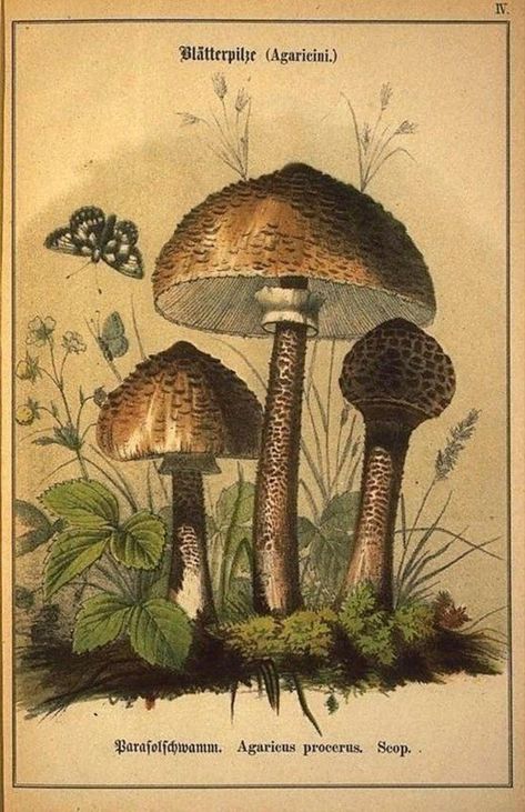 Cottagecore Posters, Mushroom Poster, Grunge Posters, Poster Room, Oldenburg, Picture Collage Wall, Photo Wall Collage, Bedroom Posters, Vintage Poster Art