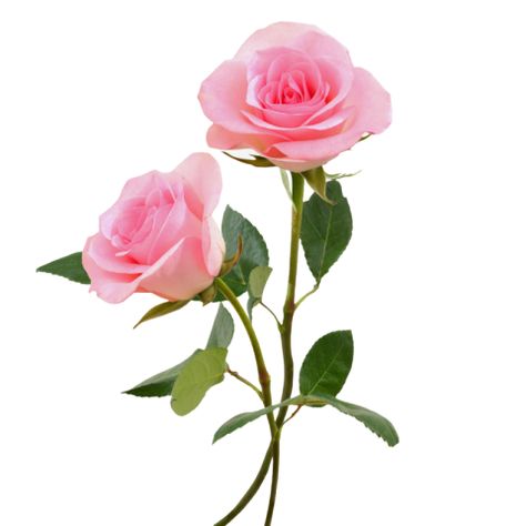 White Rose Png, Pink Rose Png, Red Rose Png, Rose Hd, Flower Bouquet Png, Crown Png, Rose Png, Rosé Png, Pink Rose Bouquet