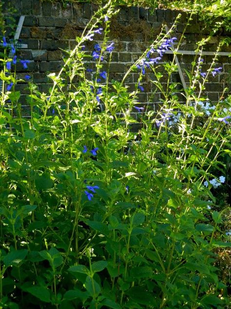 Salvia Patens or Gentian Sage | Online Flower Garden Flower Spike, Herbaceous Perennials, Kew Gardens, Perennial Plants, Perennials, Flower Garden, Plants, Flowers, Mexico