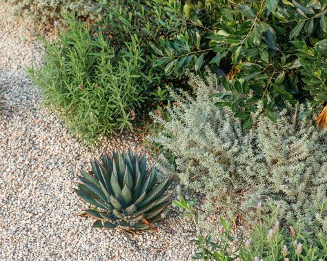 Mediterranean Border Garden, Texas Mediterranean Landscape, Coastal Rosemary Landscape Design, Mediterranean Curb Appeal, Landscape Mediterranean Style, California Mediterranean Landscaping, Mediterranean Rock Garden, Meditterean Landscape Design, Modern Mediterranean Landscape