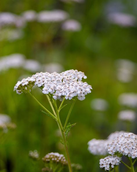 White Yarrow — Ontario Native Plant Nursery | Container Grown | (705)466-6290 White Yarrow, Achillea Millefolium, Moon Garden, Pollinator Garden, Sun And Water, White Gardens, Green Witch, Plant Nursery, Butterfly Garden