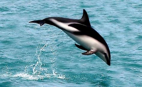 The Awesome Intelligence of Cetaceans Part 2 Dusky Dolphin, Dolphin Facts, Sea Mammal, Bottlenose Dolphin, Blue Planet, Marine Mammals, Drawing Inspo, Killer Whales, Ocean Creatures