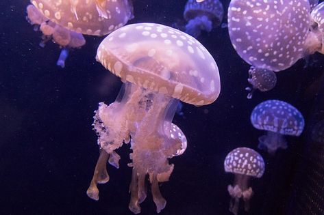 Mushroom Cap Jellyfish, Spotted Lagoon Jellyfish, Lagoon Jellyfish, Spotted Jellyfish, Crystal Jellyfish, Sea Character, Pink Lagoon, Lion's Mane Jellyfish, 2 Animals