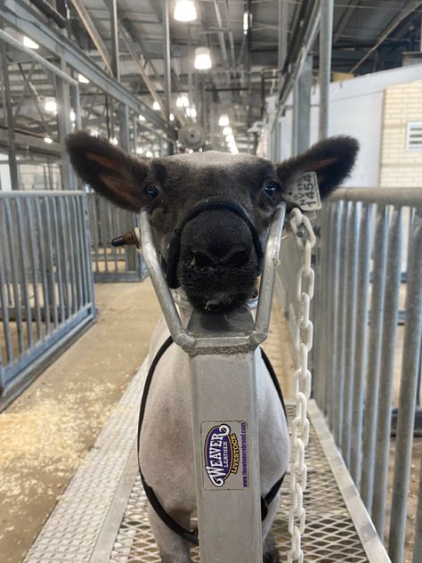 Lamb Raising, Lamb Showmanship, Sheep Showmanship, Lamb Showing, Show Lambs, Goat Showing, Sheep Showing, 4h Goats, Show Sheep